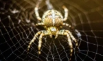 Spider cross: značajke i opasnost za muškarca